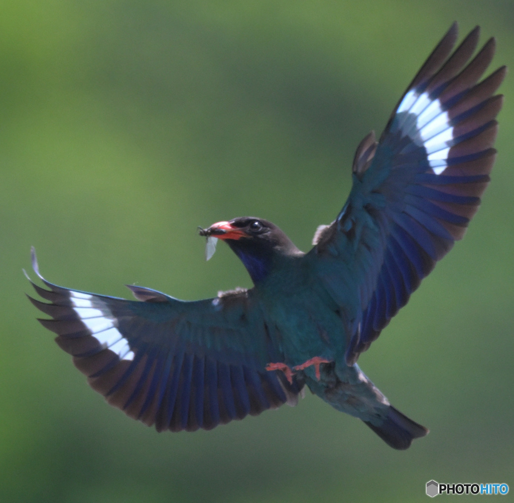 ７月のブッポウソウ⑥