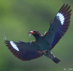 ７月のブッポウソウ⑥