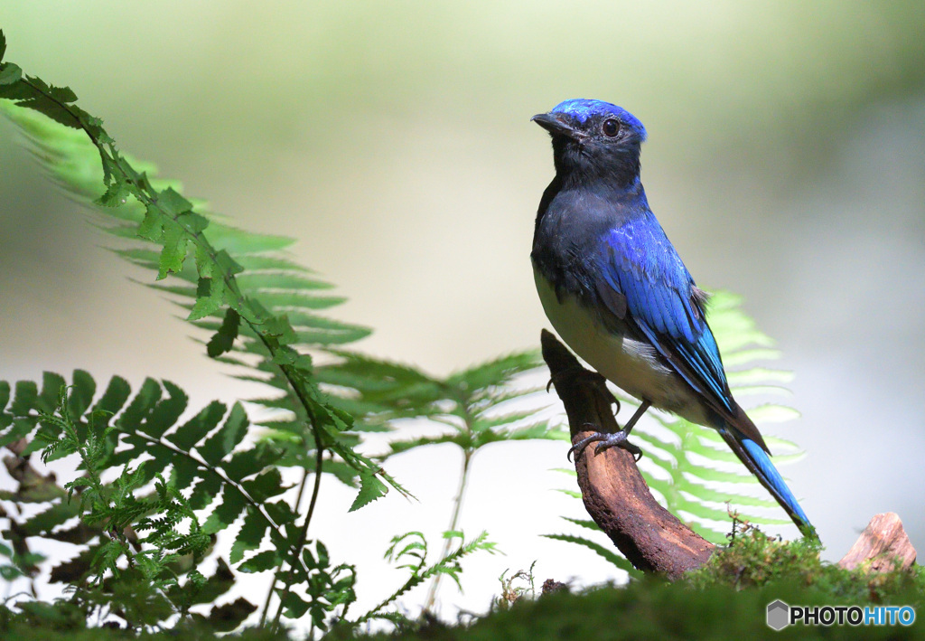 胸を張るオオルリくん