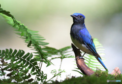 胸を張るオオルリくん