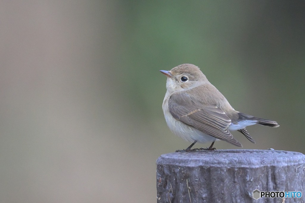 ニシオジロビタキ2022④