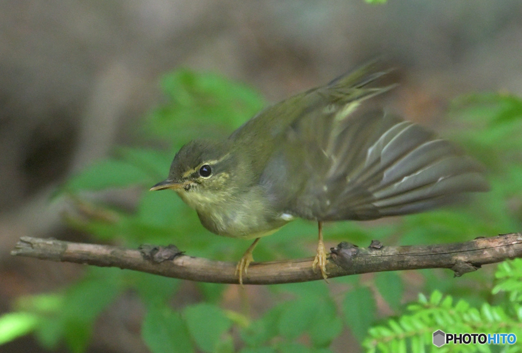 メボソムシクイ2024