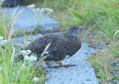 室堂平のライチョウ③