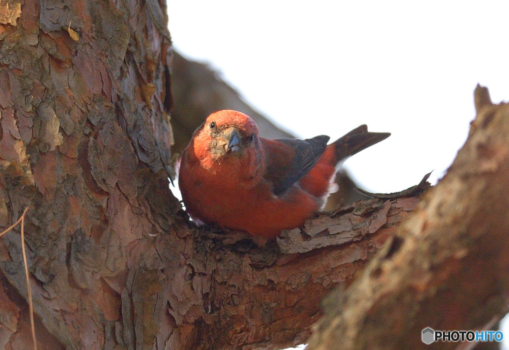 カメラ目線のイスカ君