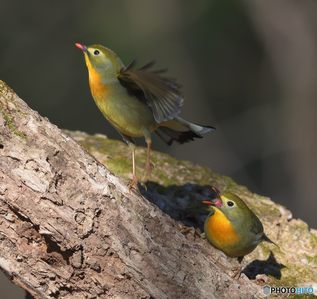 元気なソウシチョウ