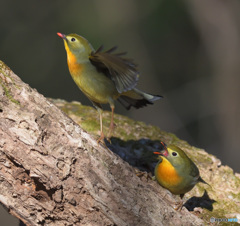 元気なソウシチョウ