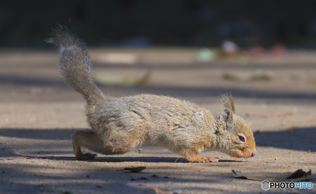 名探偵リスどん