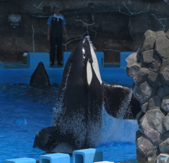 シャチのアース