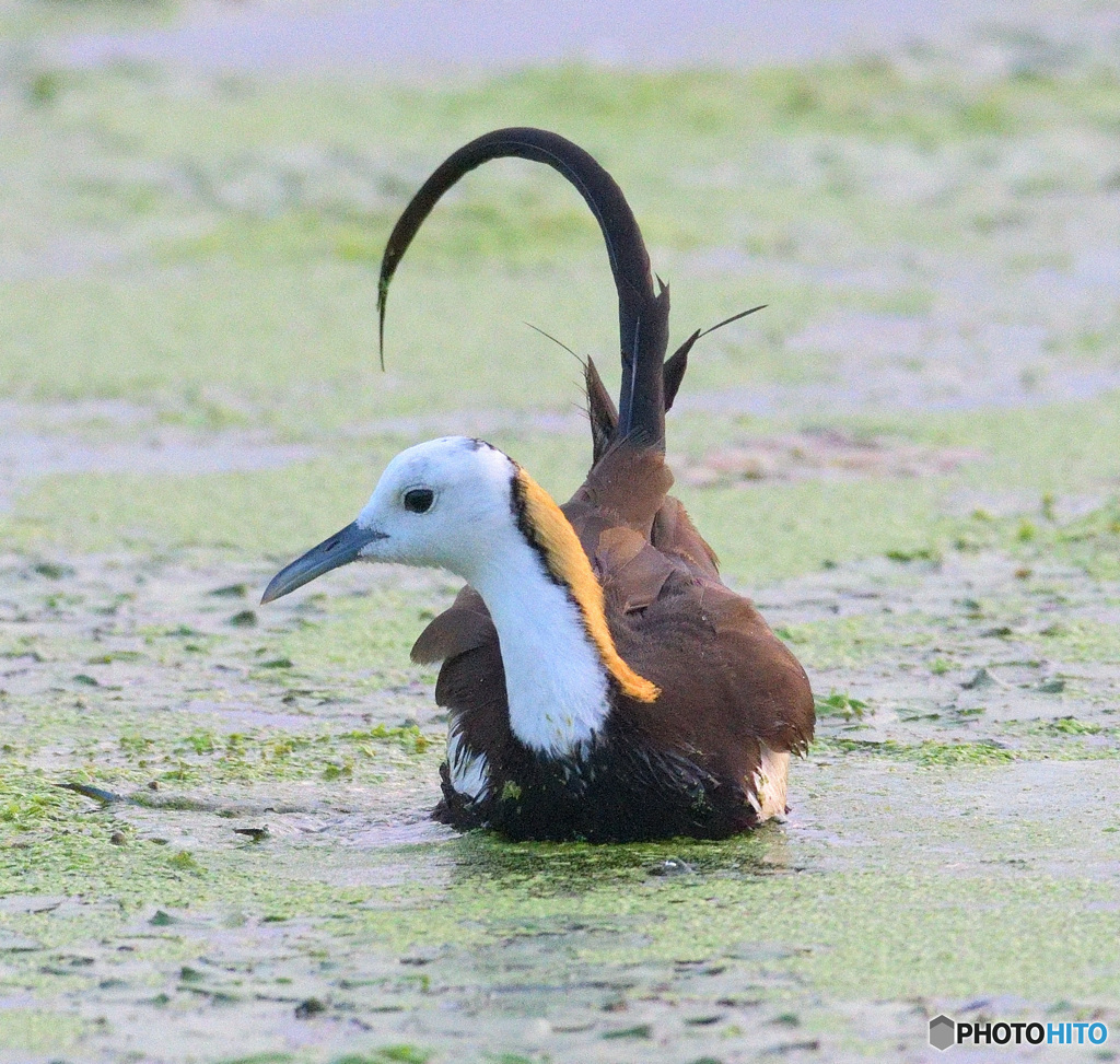 思い出のレンカクさんⅩ