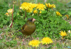 タンポポにカワラヒワ