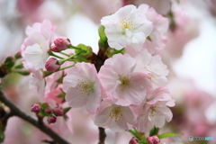 4月9日の桜Ⅲ
