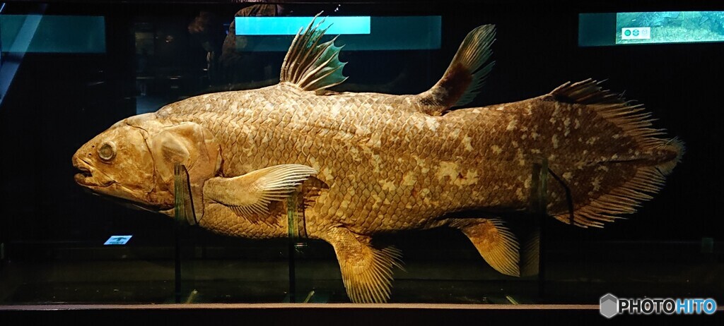 インドネシアシーラカンス