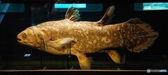 インドネシアシーラカンス