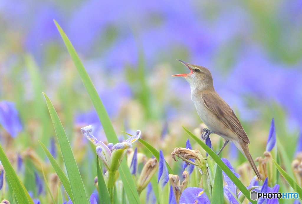 菖蒲にオオヨシキリ㉝