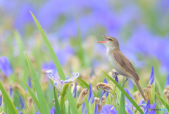 菖蒲にオオヨシキリ㉝