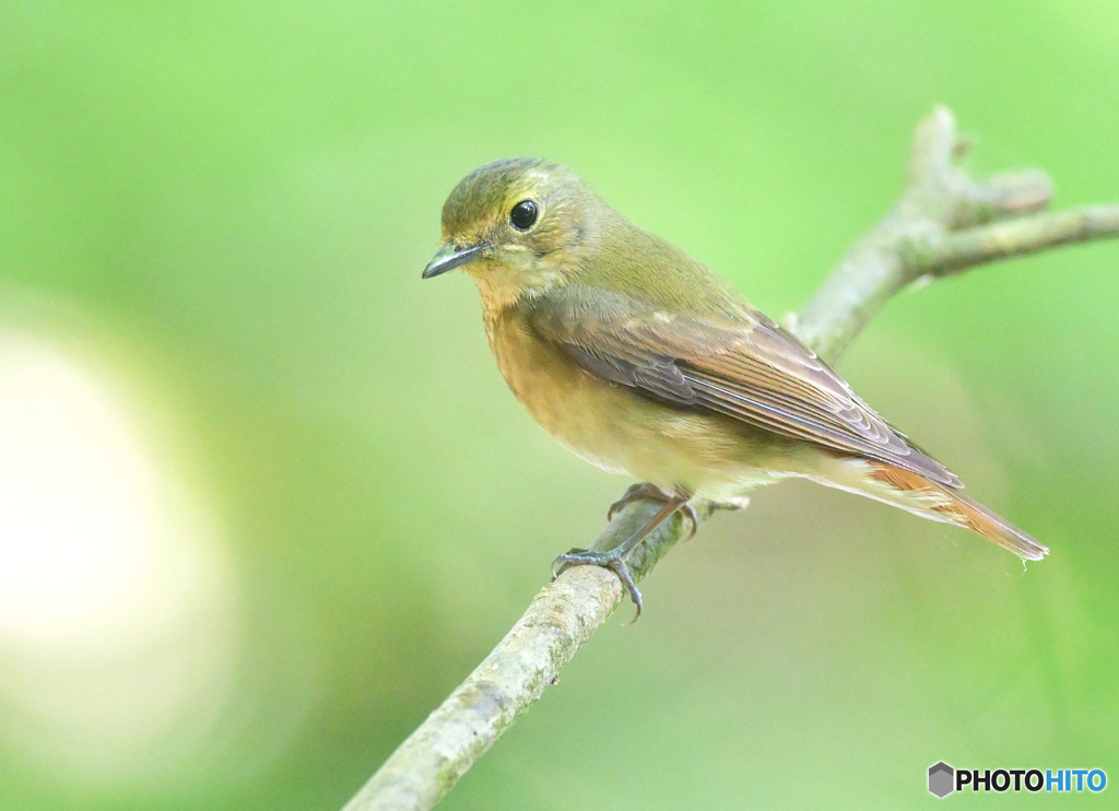 5月のキビタキさん②