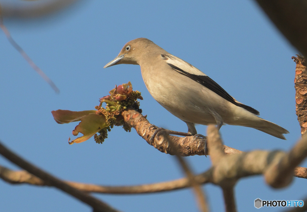 初めてのカラムクドリ