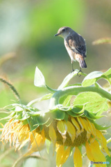 向日葵にノビタキⅤ