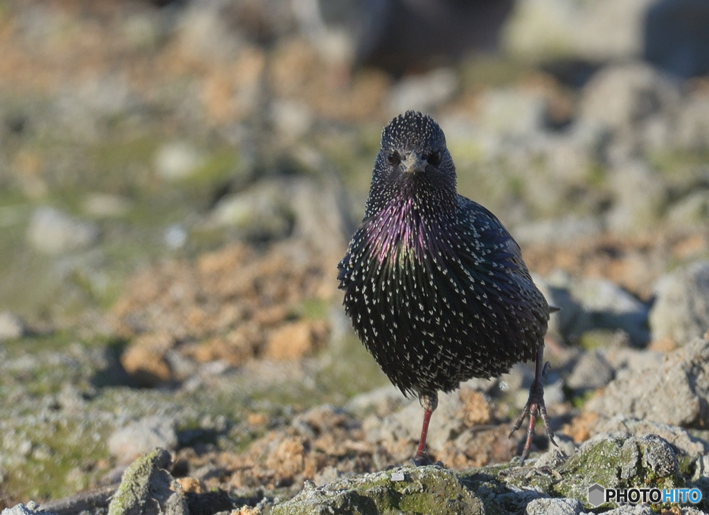 カメラ目線のホシムクドリ