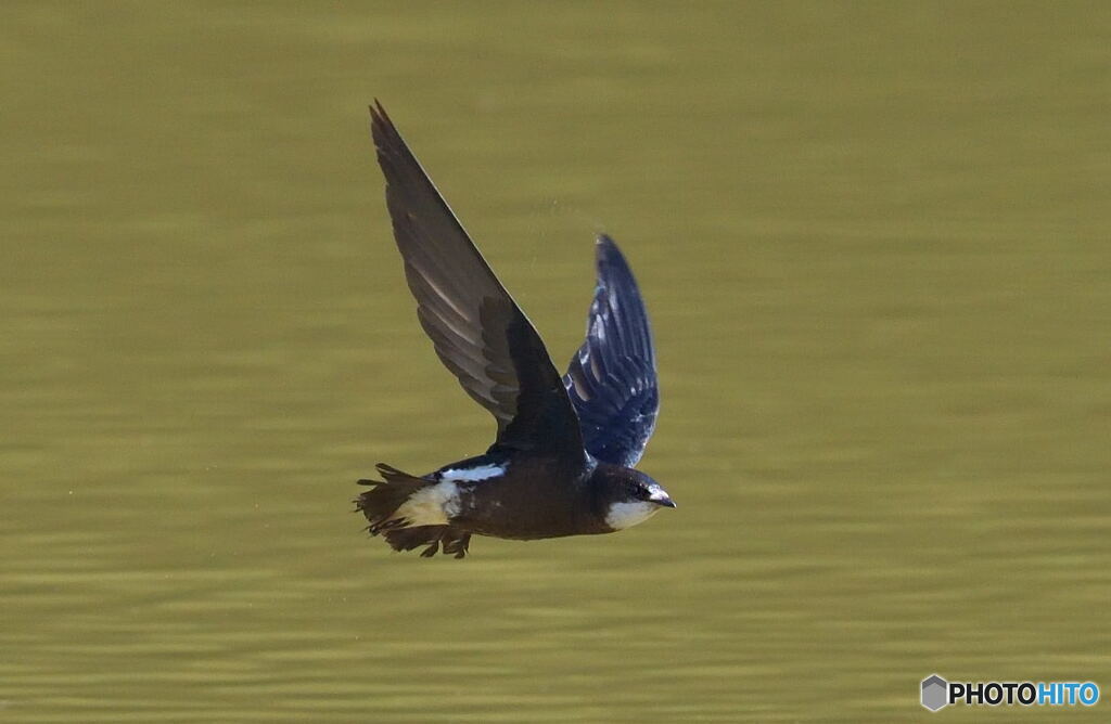 ハリオアマツバメ④