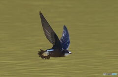 ハリオアマツバメ④ ハリオアマツバメ④