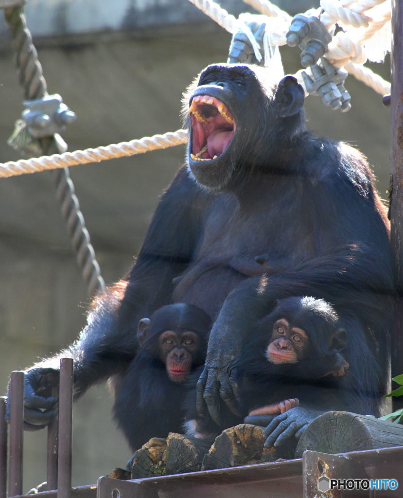 双子とお疲れの母