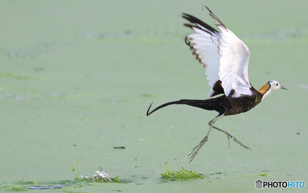 ホップ・ステップ・レンカク！