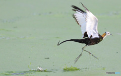 ホップ・ステップ・レンカク！