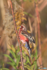 元気なベニマシコ君Ⅱ