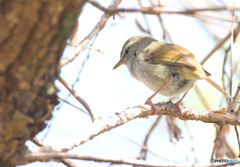 在庫のウグイス