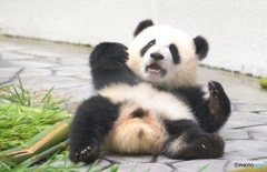 かかってこいやあ