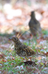 思い出のトラツグミ