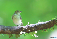 見返り幼鳥さん