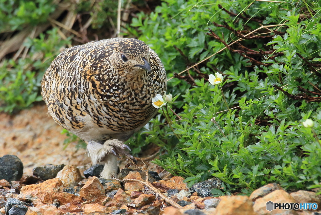 花の香りに誘われてⅡ