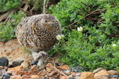 花の香りに誘われてⅡ