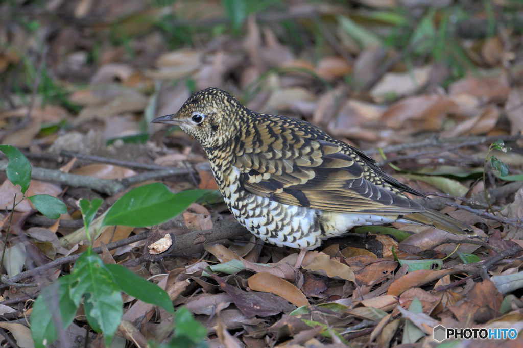 トラツグミ2023⑤
