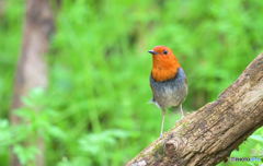 在庫のコマドリくんⅣ