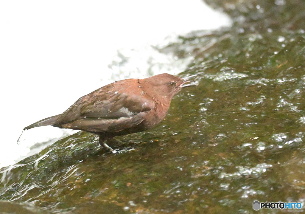 元気なカワガラス