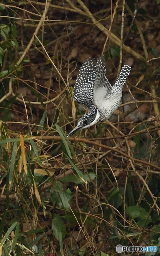 ヤマセミの飛び出し