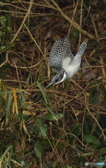 ヤマセミの飛び出し