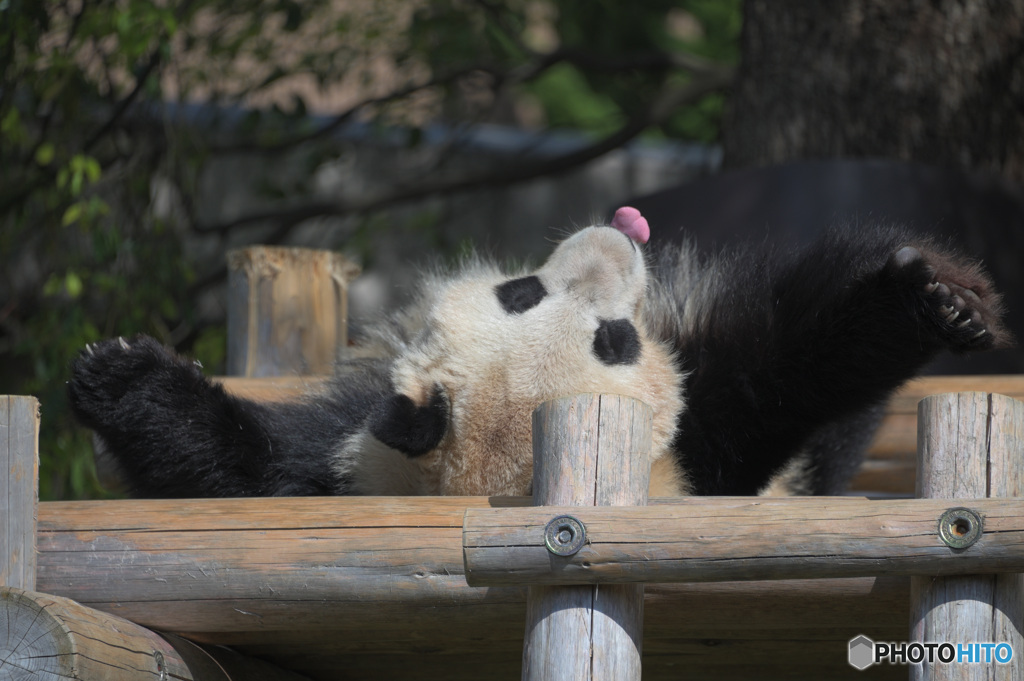 ベロ出しパンダ
