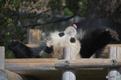 ベロ出しパンダ