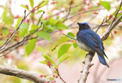 桜にオオルリ♂Ⅶ