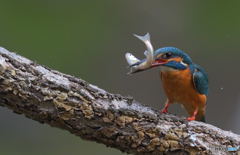 生きのイイ獲物