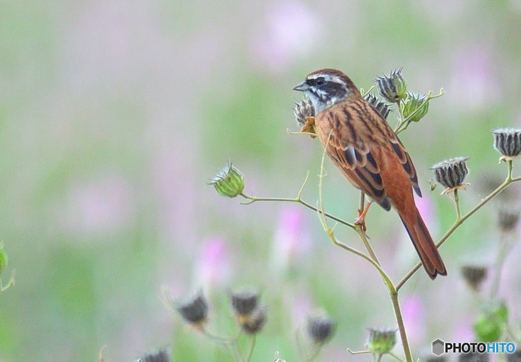 ノゲイトウにホオジロ
