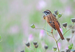 ノゲイトウにホオジロ