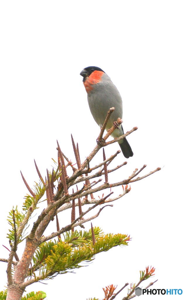 ウソ♂