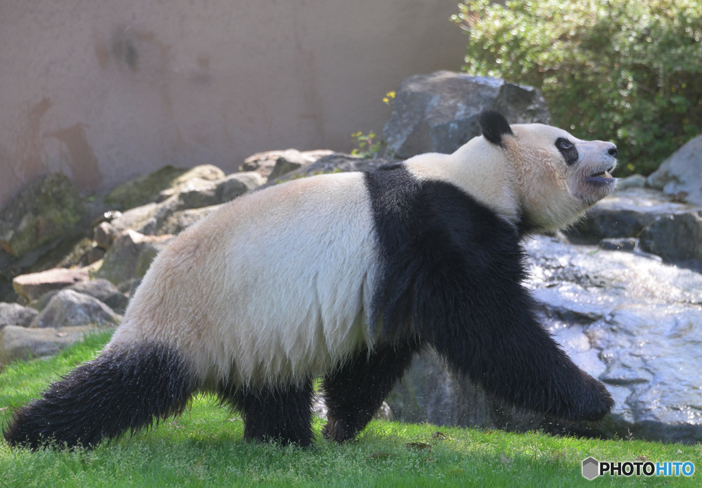 上を向いて歩こう
