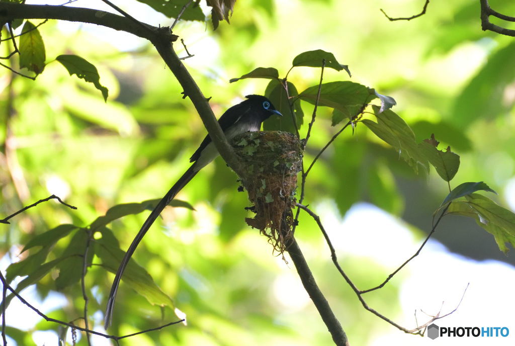 オスのサンコウチョウ
