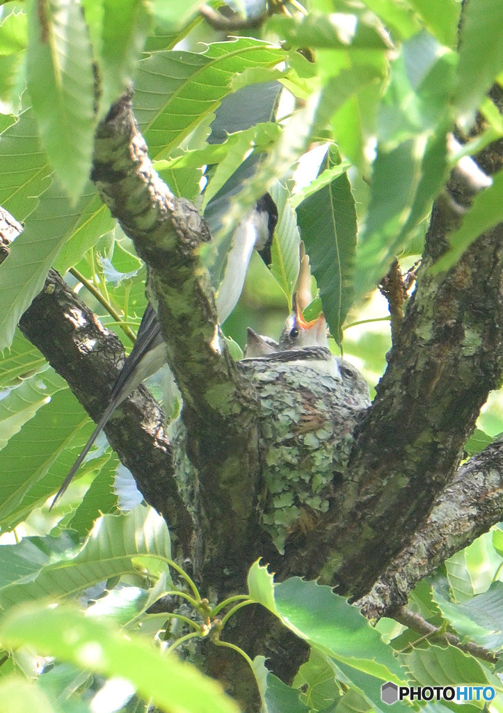 サンショウクイの親子③